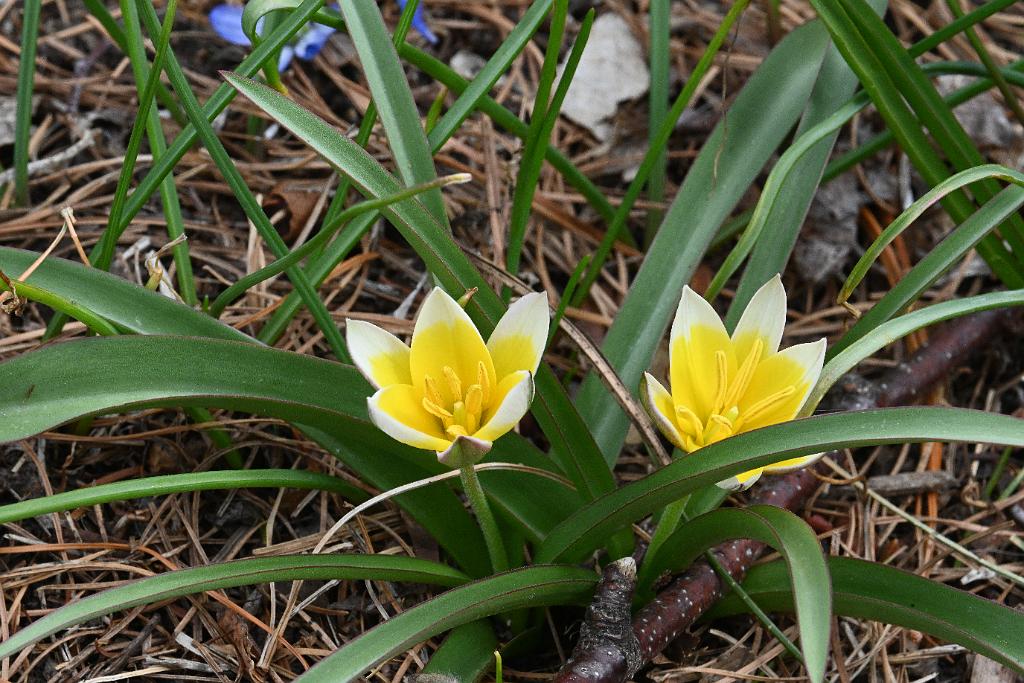 2025-04216424 Tower Hill Botanic Garden, MA.JPG - Tulip. New England Botanic Garden at Tower Hill, MA, 4-21-2025